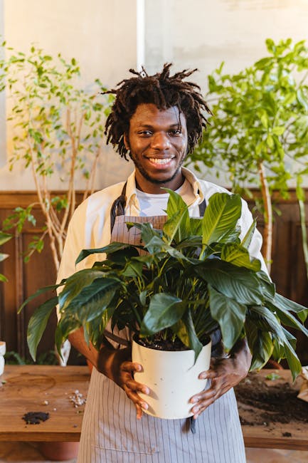 pexels-photo-7342653-7342653 Happy florist with afro hair holding a potted peace lily plant indoors, wearing an apron.